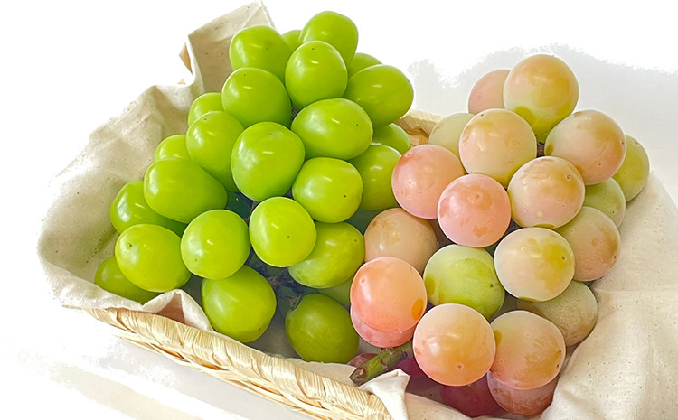 
            【先行予約】 シャインマスカット・クイーンニーナ詰め合わせ《2026年9月上旬-9月下旬頃出荷》 数量限定 先行予約 シャイン マスカット 岡山 岡山県産 果物 フルーツ 旬 葡萄
          