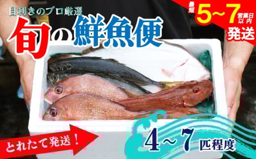 鮮魚 旬 獲れたて セット [4～7匹] 鮮魚便 海鮮 魚貝類 魚介類 鮮魚 旬 獲れたて セット 詰め合わせ さかな おさかな 魚 海の幸 福袋 FISH ごはん 夕飯 おかず 今が旬 刺身 刺し身 おつまみ 晩酌 米 丼 三陸産 岩手県 大船渡市