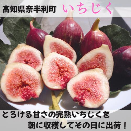 【ふるさと納税】【期間限定】いちじく　高知県産　無花果　桝井ドーフィン　完熟　朝採れ　青果　果物　フルーツ　懐かしの味　冷蔵