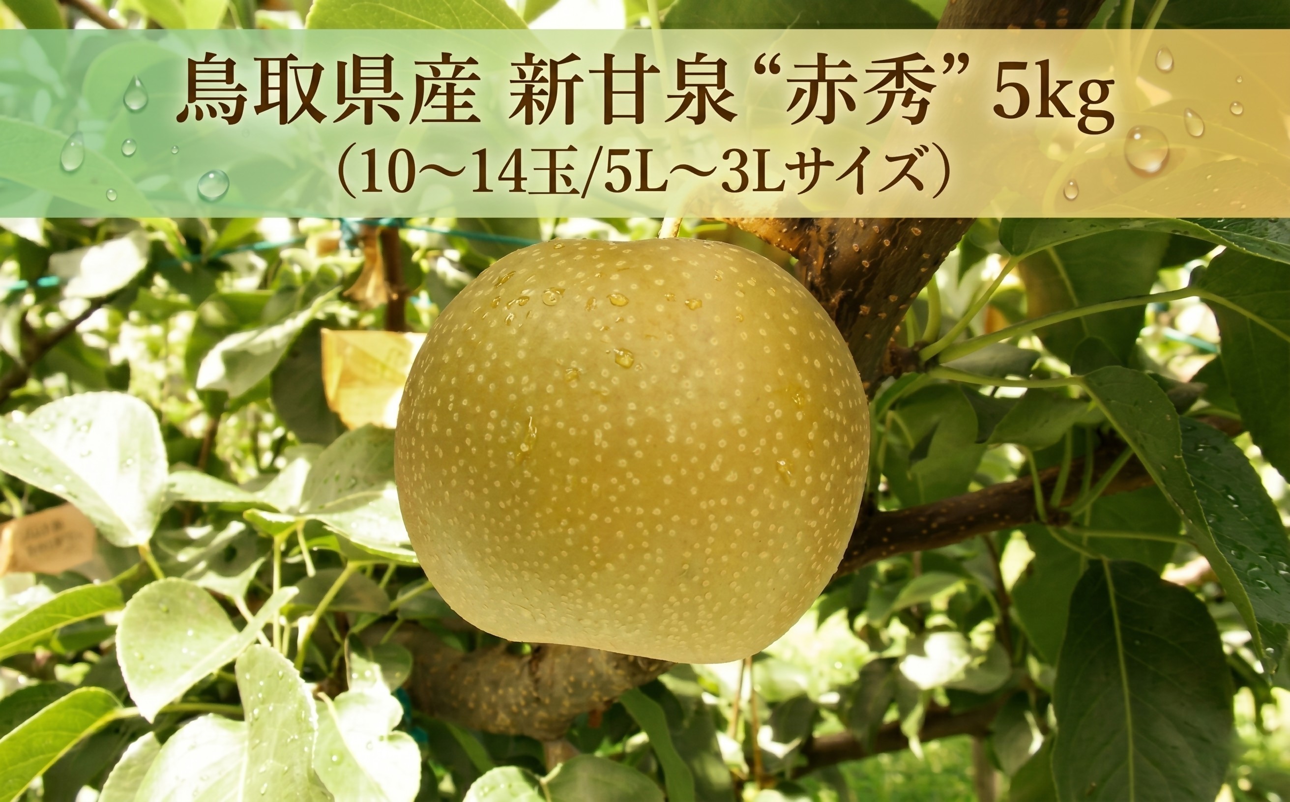 
                  鳥取県産 新甘泉 “赤秀” 5kg （10〜14玉/5L～3Lサイズ）
                