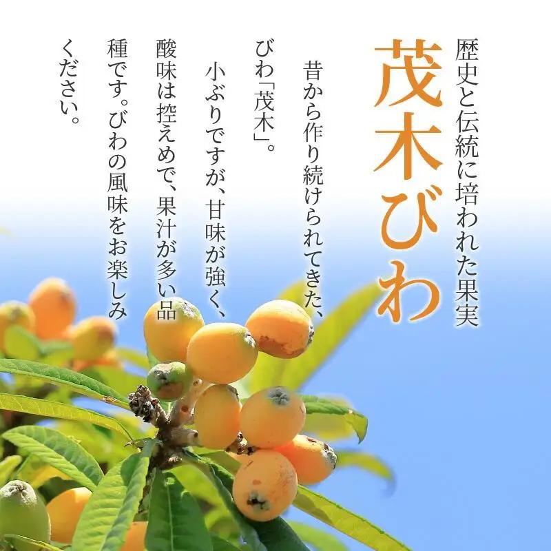 茂木びわ 約1kg (約250g×4パック)【2026-5月中旬～2026-6月中旬配送】| びわ