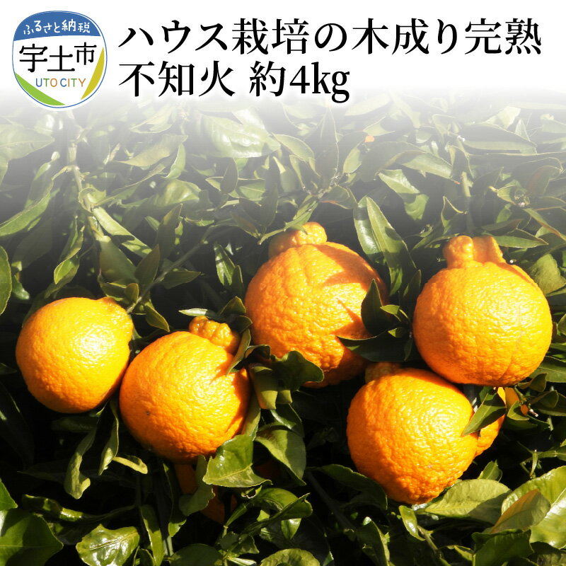 【ふるさと納税】進栄　ハウス栽培の木成り完熟不知火　約4kg【熊本県宇土市】