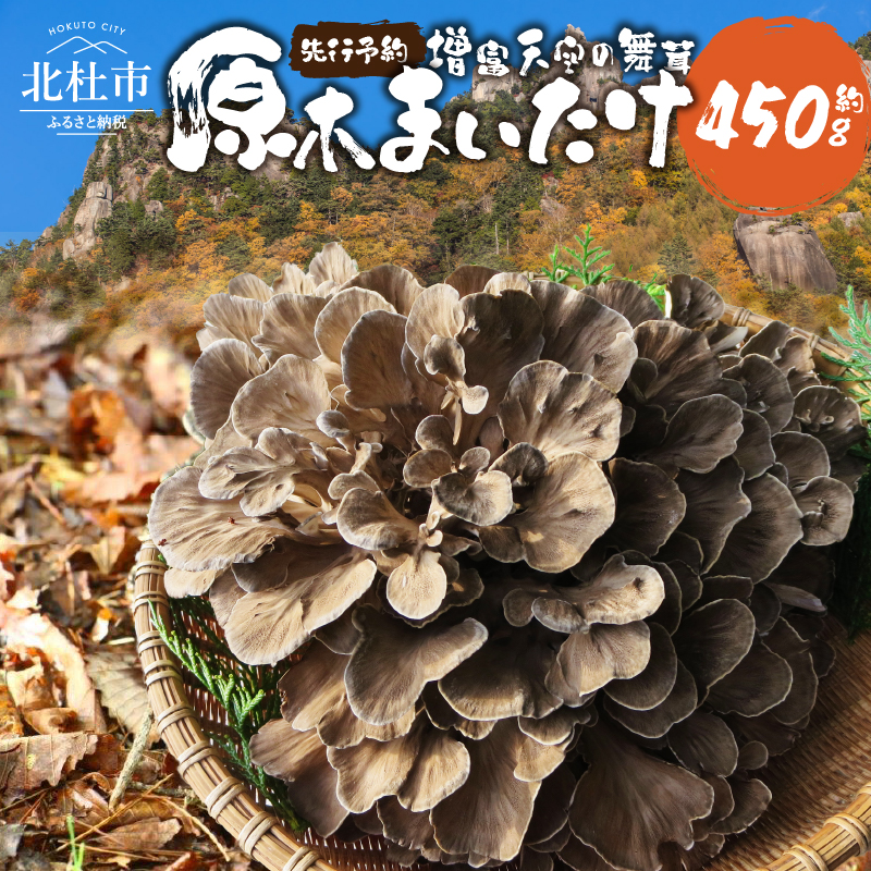 【令和8年産先行予約】 増富天空の舞茸　原木まいたけ　約450g