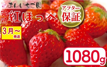 紅ほっぺ 1080g 苺 いちご 3月 ～ 順次発送 いちご いちご いちご いちご いちご いちご