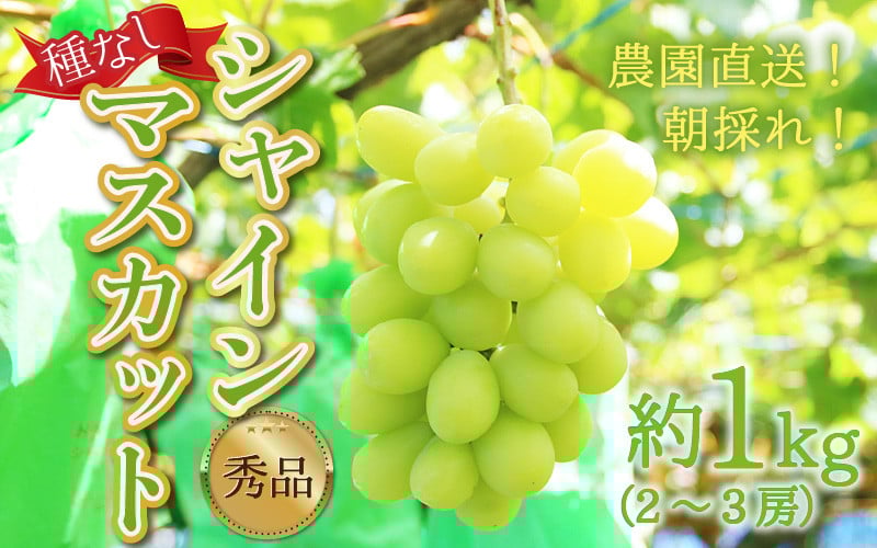 
                  【先行予約】【種なし】上野梨園のシャインマスカット 約1kg【朝採れ】【秀品】 農園直送【上野の葡萄】 / ぶどう フルーツ 果物 くだもの 贈答 お土産 種なし 旬 皮ごと食べる 　美容 ぶどう狩り 巨峰に負けない 爽やかな甘さ 大粒 新鮮 朝採れ 厳選 ※2026年9月上旬より順次発送 [aw077-a011]
                