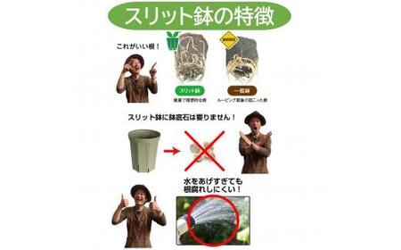 スリット鉢 2個 7号 ベージュオークル 植木鉢 植物 果樹 野菜 観賞用 園芸 ガーデニング 花 カーメン君 兼弥産業 愛知県 南知多町