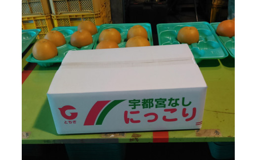 【先行予約】栃木県産　大玉の梨【にっこり】5kg サイズ：7～5玉 ※2026年10月～発送