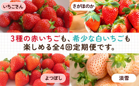 【2026年発送分 先行予約】【全4回定期便】いちご4品種食べ比べ（いちごさん・さがほのか・よつぼし・淡雪）/ いちご いちご いちご いちご いちご いちご いちご / 佐賀県 / 岸川農園 [41