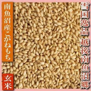 【もち玄米４Kg】雪国逸品 越後南魚沼郷 南魚沼産こがねもち