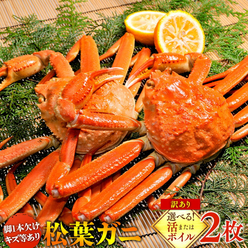 【ふるさと納税】【選べます！活またはボイル】訳あり 松葉ガニ 2枚◇※2025年11月上旬～2026年3月下旬頃に順次発送予定※着日指定不可 | 蟹 かに 松葉ガニ 松葉蟹 訳あり 家庭用 鳥取県産 北栄町 おすすめ 人気
