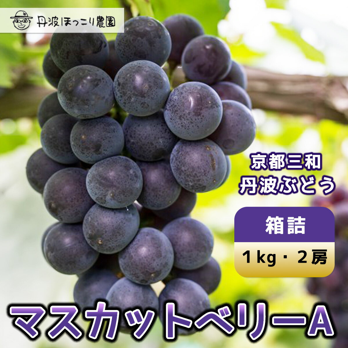 【ふるさと納税】 【先行予約】8月下旬発送開始！京都三和・丹波ぶどう＜マスカットベリーA・箱詰＞1kg / ふるさと納税 ぶどう ブドウ 葡萄 丹波ぶどう マスカットベリーA 1kg 甘い 濃厚 濃紺 大粒 三和町 特産 丹波 京都府 福知山市 FCCO003