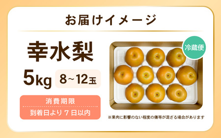 【先行予約】 幸水梨 1箱 5kg入り (8～12玉) 【2026年8月中旬以降順次発送予定】 梨 なし [A-16208]