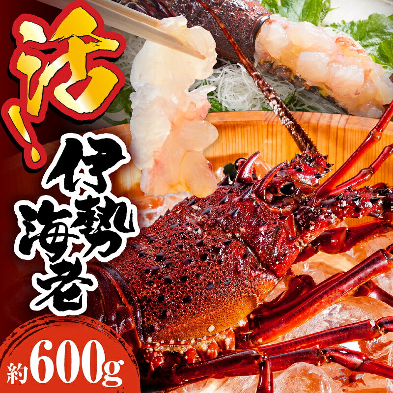 【ふるさと納税】＜数量限定＞宮崎県串間産伊勢エビ(計約600g・1〜3匹) エビ 伊勢海老 伊勢エビ 海鮮 刺身 贈答 贈り物 ふるさと おすすめ 人気 グルメ ギフト プレゼント 宮崎 特産品 おすそ分け 水産物 伊勢 ボイル いせえび お刺身 宮崎県 串間市 送料無料