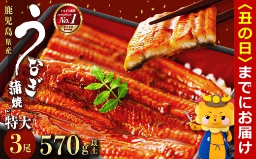 【丑の日までに配送】鹿児島県産うなぎ蒲焼 名水慈鰻 特大3尾(1尾190g以上)＜計570g以上＞　うなぎ 鰻 ウナギ 3尾 国産 蒲焼 かばやき 冷凍 真空 真空パック 無頭 うな重 ひつまぶし タレ 山椒 b1-023-us