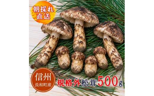 【訳アリ規格外】令和8年産天然松茸 マツタケ500g 朝採れ直送 信州長和町産 自生産地直送 冷蔵便