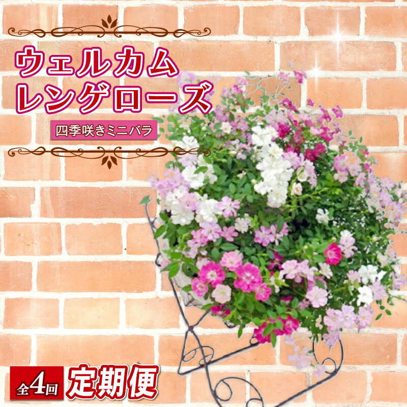 【ふるさと納税】 全4回定期便 花 レンゲローズ リング ミニバラ 植え 生花 自然 フラワー ギフト ガーデニング 飾り 庭 ベランダ 壁掛け 贈り物 おすすめ 園芸 季節の花 花束 アレンジメント インテリア 観葉植物 寄せ植え 花苗 藤枝市 静岡県