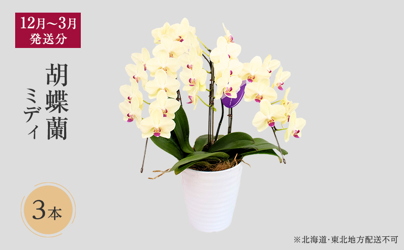 【12月～3月発送分】胡蝶蘭ミディ 3本立【北海道・東北地方