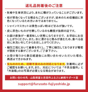 【 2024年 先行予約 】【 定期便 】 厳選 フルーツ 3回 定期便 詰合せ フルーツ詰め合わせ 山梨 フルーツ定期便 フルーツセット シャインマスカット 桃 採れたてシャインマスカット フルーツ