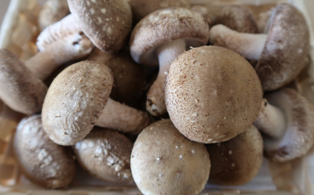 【土日祝お届け】＼自社厳選／こだわり極旨「菌床生しいたけ１kg」 「土日祝お届け」