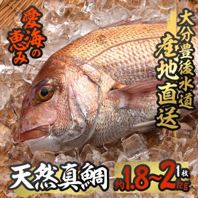 ふるさと納税 佐伯市 天然 真鯛 (約1.8-2kg・1枚)