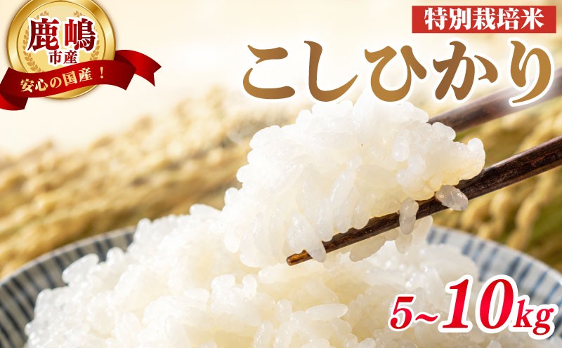 
                  特別栽培米 こしひかり 5kg 10kg 令和7年度産米 米 白米 国産 精米 コメ こめ 食べ比べ 人気 おすすめ 5キロ 10キロ ５ｋｇ １０ｋｇ ブランド米 お米 コシヒカリ  美味しい 米 米5kg 米10kg こしひかり5kg こしひかり10kg ご飯 ごはん お弁当 ※ okome kome おいしい ふっくら つやつや 単一原料米  送料無料 数量限定農家直送 茨城県 鹿嶋市
                