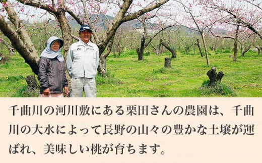 黄金桃 約3kg 7～12玉 ［小布施屋］ 桃 もも モモ フルーツ 果物 令和8年産 【2026年8月下旬～9月上旬発送】 ［A-11］