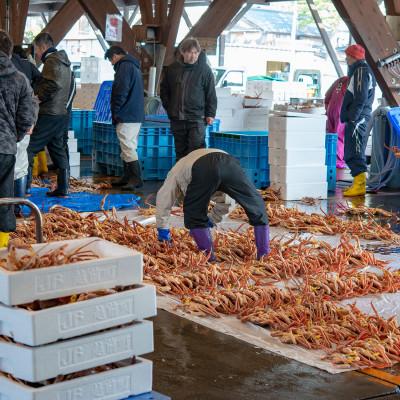 ふるさと納税 小浜市 越前がに (ズワイガニ)700g×2杯 |  | 03