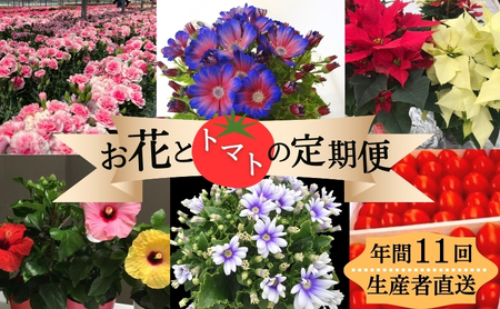 お花・トマト定期便 モリヒロ園芸 鉢花 ミニトマト お花・トマト定期便【年間11回】