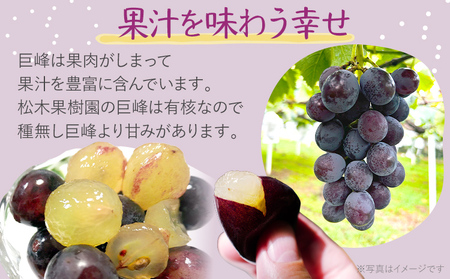 先行予約 期間限定 巨峰 ぶどう 約2kg（4～6房） 農家直送 樹上完熟 完熟 果汁 ブドウ 葡萄 果物 フルーツ 甘い ジューシー 福岡県 福岡 九州 グルメ お取り寄せ 【8月中旬頃より順次出荷