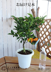 《 実付き 》 小みかん （ 紀州みかん ） 接ぎ木苗 6号鉢植え｜小みかん ギフト ガーデニング