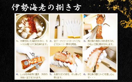 【8月上旬～9月下旬発送】【漁師直送／生】 伊勢海老 （３kg／６〜１５尾） 海老 海老 海老 海老 海老 仲野水産