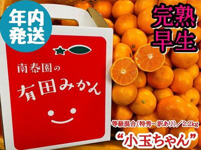 年内発送 完熟早生 有田みかん 小玉ちゃん 等級混合 2.2 kg 和歌山 南泰園 みかん