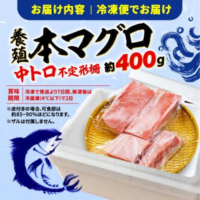 ふるさと納税 藤枝市 【訳あり】本鮪　中トロ　400g |  | 02