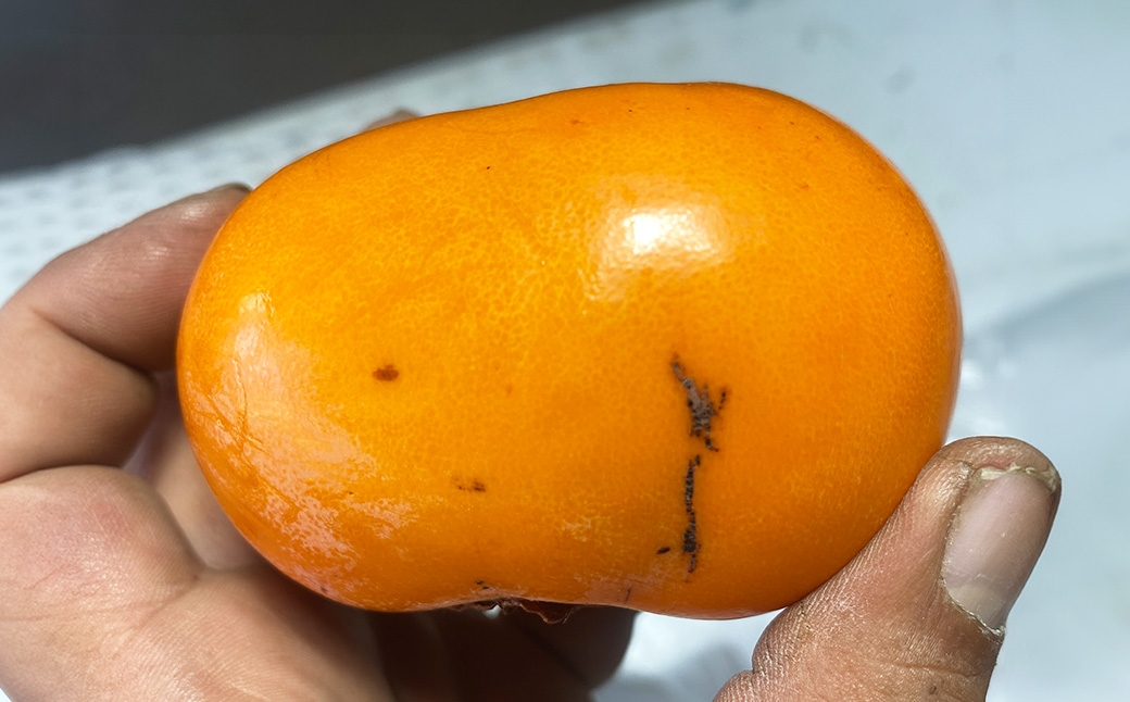 福岡県ブランド柿 秋王 訳あり品 5～7玉 約1.8kg 種無し