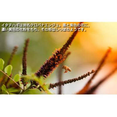 ふるさと納税 久慈市 【希少】「はちみつ イタチハギ 300g」国産 純粋 非加熱 無加糖 無添加 はちみつ |  | 01