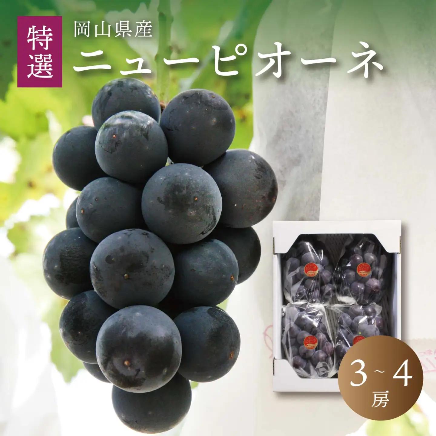 真庭市産 ニューピオーネ 特選 3～4房 / (2026年8月中旬以降発送予定) 【配送不可地域：北海道／沖縄県／離島】【jujy008-02】 