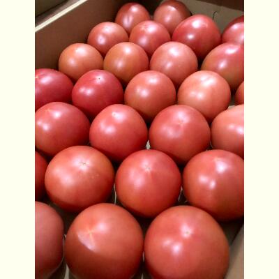 【ふるさと納税】長野県産「山のトマト」4kg箱入り ( 野菜 トマト 大玉トマト 夏野菜 ) 　お届け：2026年7月中旬～10月下旬