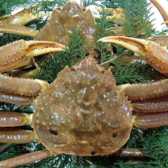 先行予約 松葉ガニ 生なま 2枚 年内配送 カニ