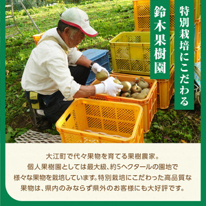 《先行予約》特別栽培 大玉 ラ・フランス 約5kg・秀品4L～3L 【2024年11月上旬頃～発送予定】【糖度13度以上・山形洋梨・大江町産・鈴木果樹園】 025-019