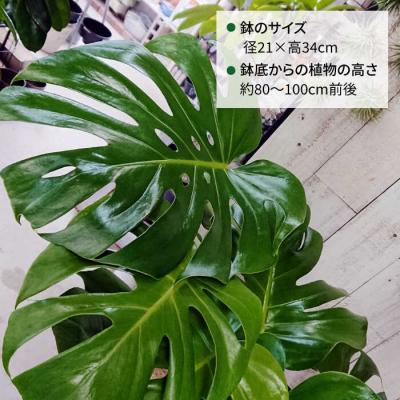ふるさと納税 糸島市 モンステラ (大) (スクエアポット) cocoha [AWB021] 観葉植物 室内 大きい |  | 01