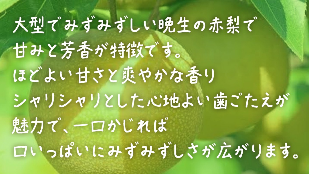 新高 約10kg (20～24玉)【2026年10月上旬発送開始】(茨城県共通返礼品：大子町) 梨 なし 果物 くだもの フルーツ にいたか	