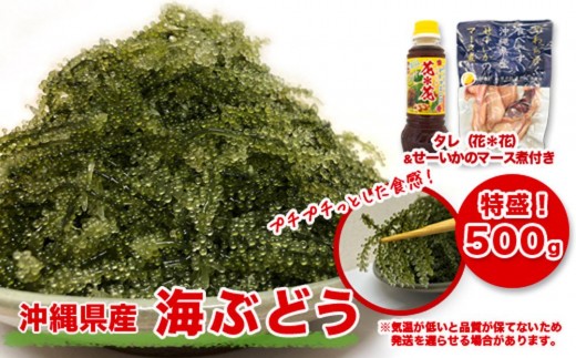 
                  南城市産海ぶどう500g I  海ぶどう 沖縄海ぶどう 海藻 ぷちぷち食感  沖縄県 南城市 ふるさと納税 一般社団法人 南城市観光協会 南城市地域物産館
                