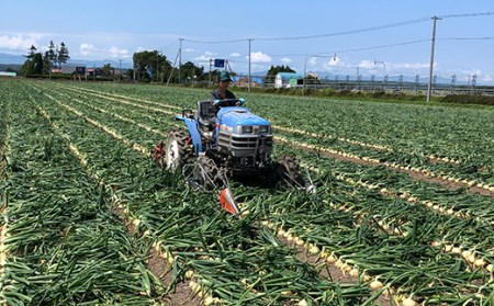 北海道産 たまねぎ 「山本農園のたまねぎ」L〜L大サイズ前後 5kg 2回定期便（12月・1月発送） 南幌町 国産 NP1-154