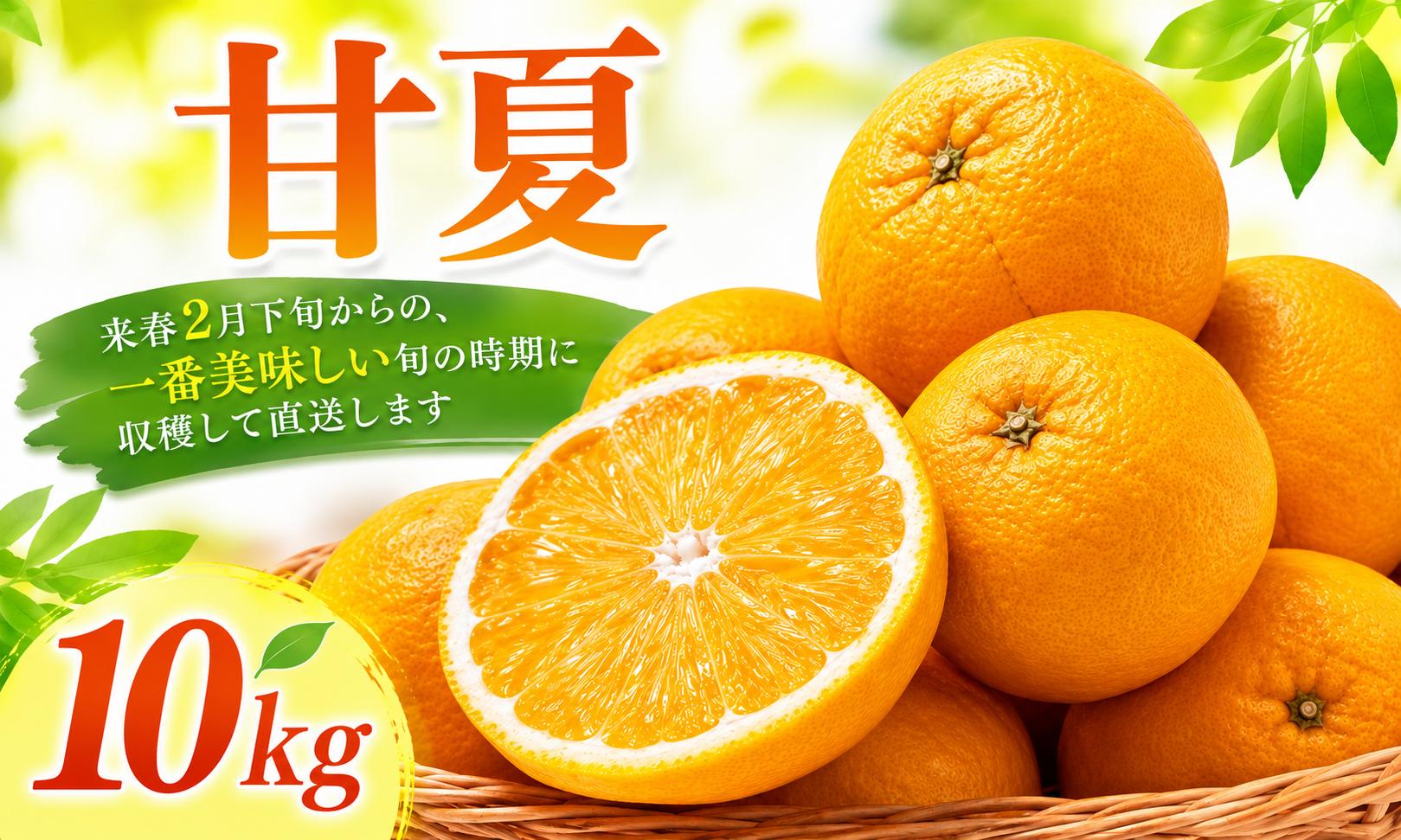 
                  【先行予約】【2027年2月下旬より順次発送】甘夏 10kg 愛媛県 愛南町産 先代から受け継いだ樹から、未来へ残したい味を。 Legacy Reserve みかん 蜜柑 果物 柑橘 フルーツ 傷 不揃い 高級 糖度 甘い ゼリー ジュース 農園 直送 エニシトラス 
                