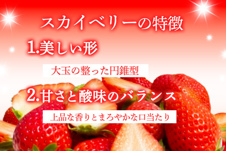 【ふるなびWEEK対象】[先行予約] プレミアムいちご「スカイベリー 2パック」計約600g [2026年1月中旬から順次発送]｜スカイベリー いちご イチゴ 苺 果物 フルーツ 日光産 栃木県産 期