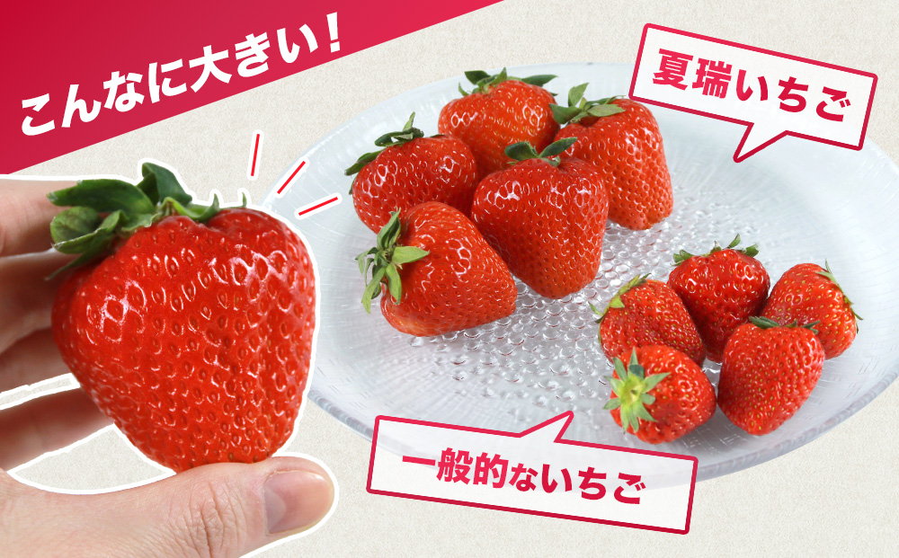 2026年産 先行予約【夏イチゴ】奇跡のひと粒「夏瑞」4パックセット 果物 フルーツ 苺 いちご 国産 北海道産