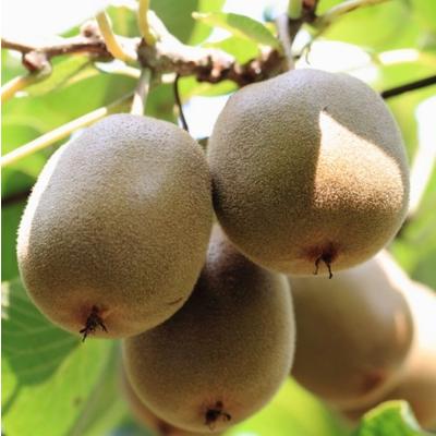 ふるさと納税 由良町 和歌山の下津で採れたキウイフルーツ約3.6kg(玉数おまかせ・秀品)(由良町) |  | 01