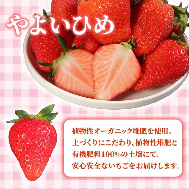 いちご やよいひめ 計3kg 【いちご】