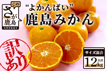 数量限定『よかんばい』 鹿島産 みかん【大中小サイズ混合 |約12kg】 訳アリ 傷アリ   ミカン 果物 フルーツ 佐賀県 鹿島市 送料無料  【11月中旬から配送予定】 B-374