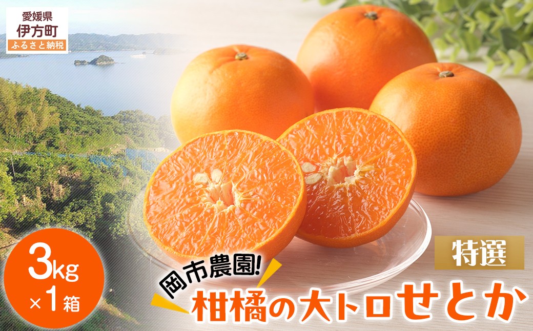 
                  【先行予約】【数量限定】【特選】岡市農園！柑橘の大トロせとか 約3kg ※離島への配送不可（2027年2月下旬より順次発送）  【ふるさと納税 人気 おすすめ ランキング 柑橘 みかん ミカン 蜜柑 せとか 果物 フルーツ 柑橘の大トロ 農園直送 産地直送 岡市農園 愛媛県産 愛媛県 伊方町 送料無料】 IKTV010 
                